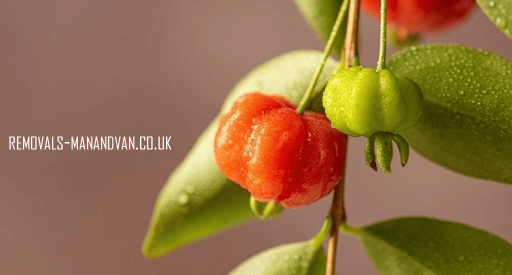 removals-manandvan.co.uk