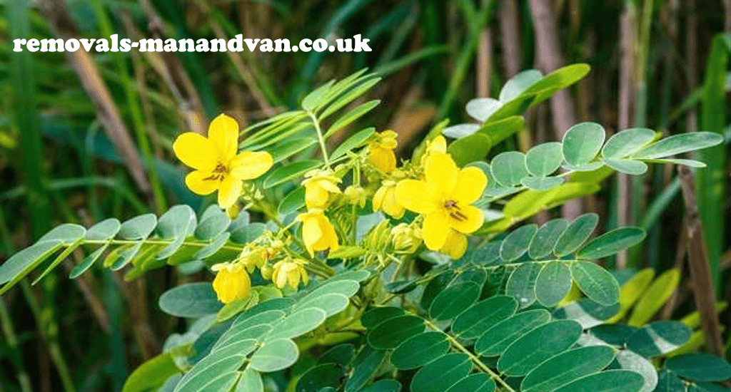 removals-manandvan.co