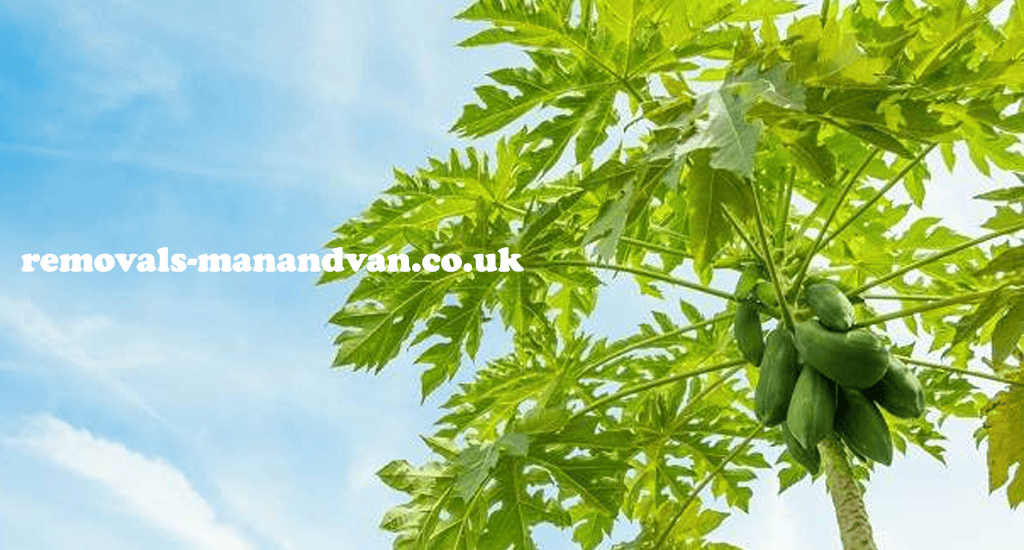 removals-manandvan.co