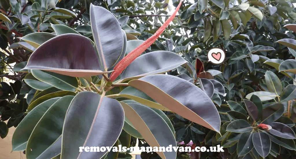 removals-manandvan.co