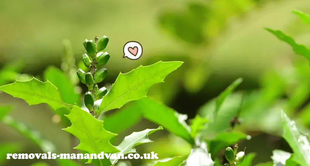 removals-manandvan.co