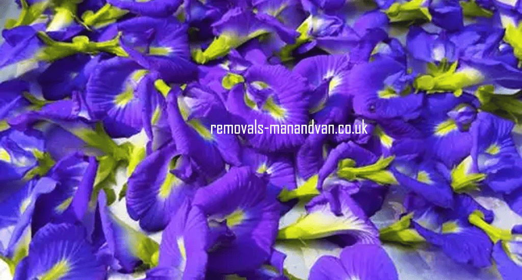 removals-manandvan.co