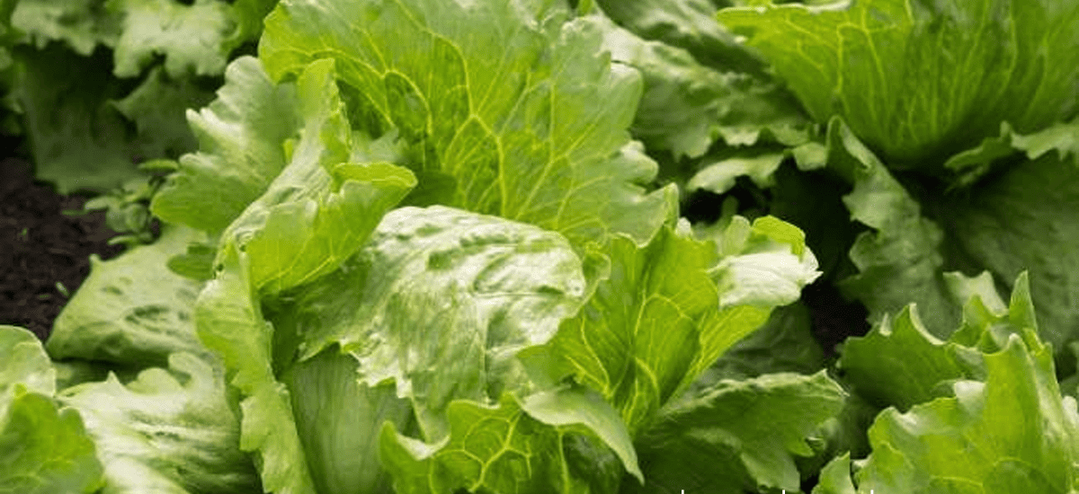 removals-manandvan.co