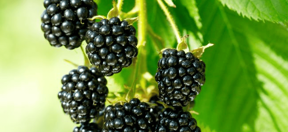 removals-manandvan.co