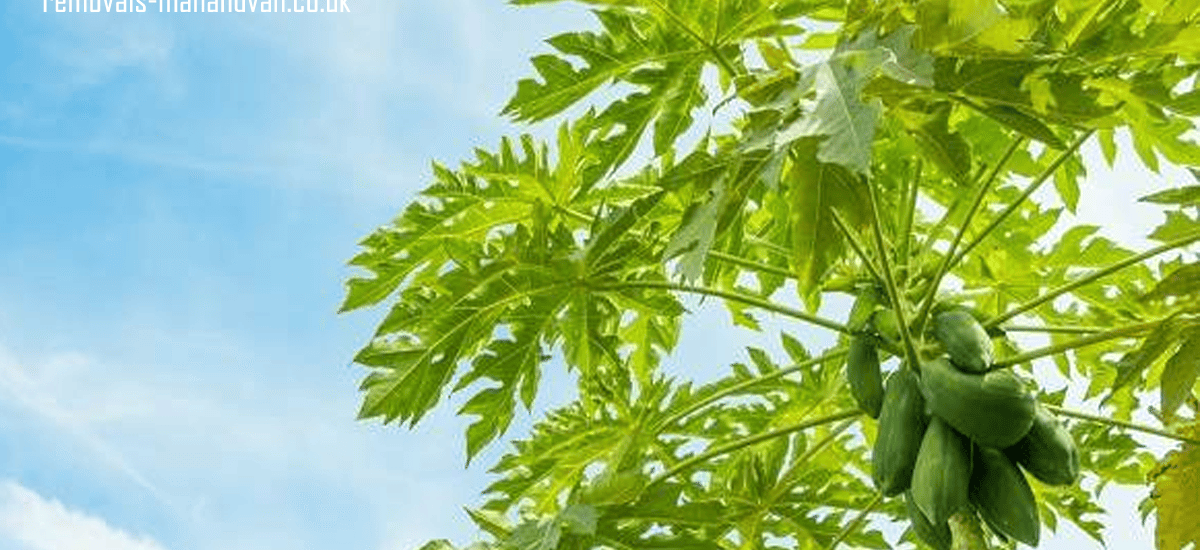 removals-manandvan.co