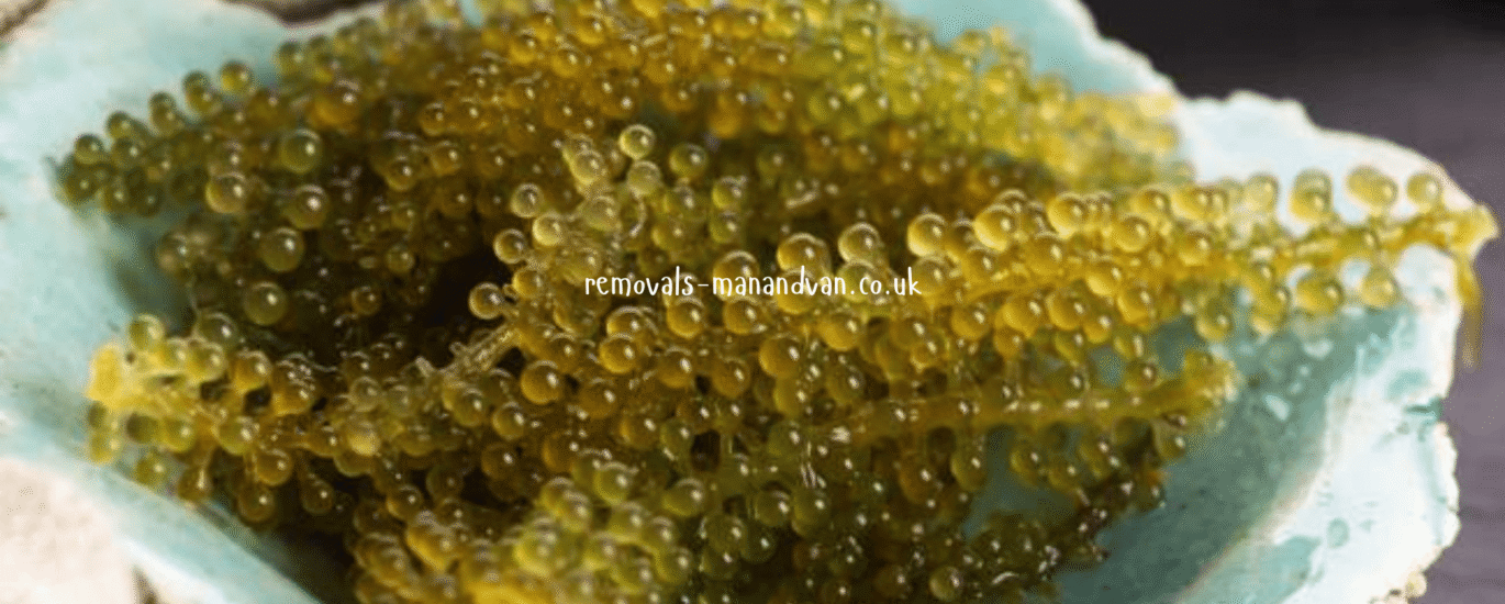 removals-manandvan.co.uk