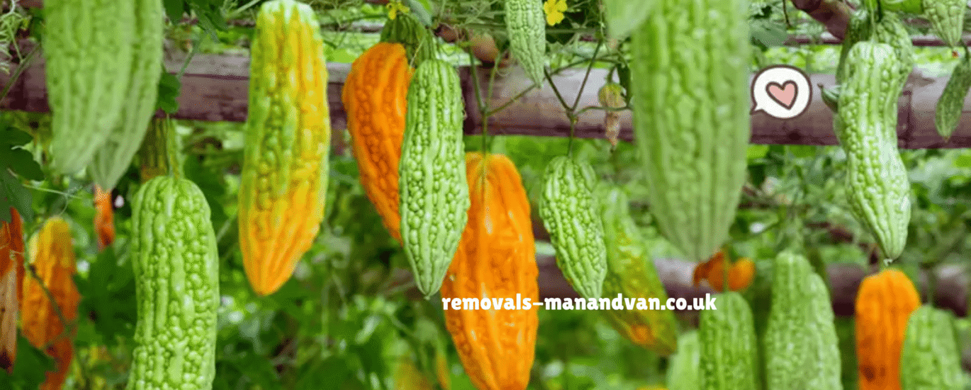 removals-manandvan.co.uk