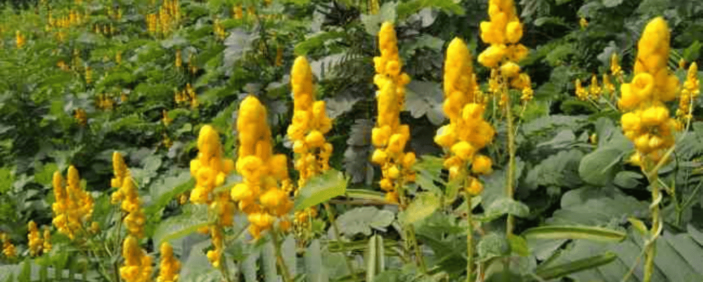 removals-manandvan.co.uk