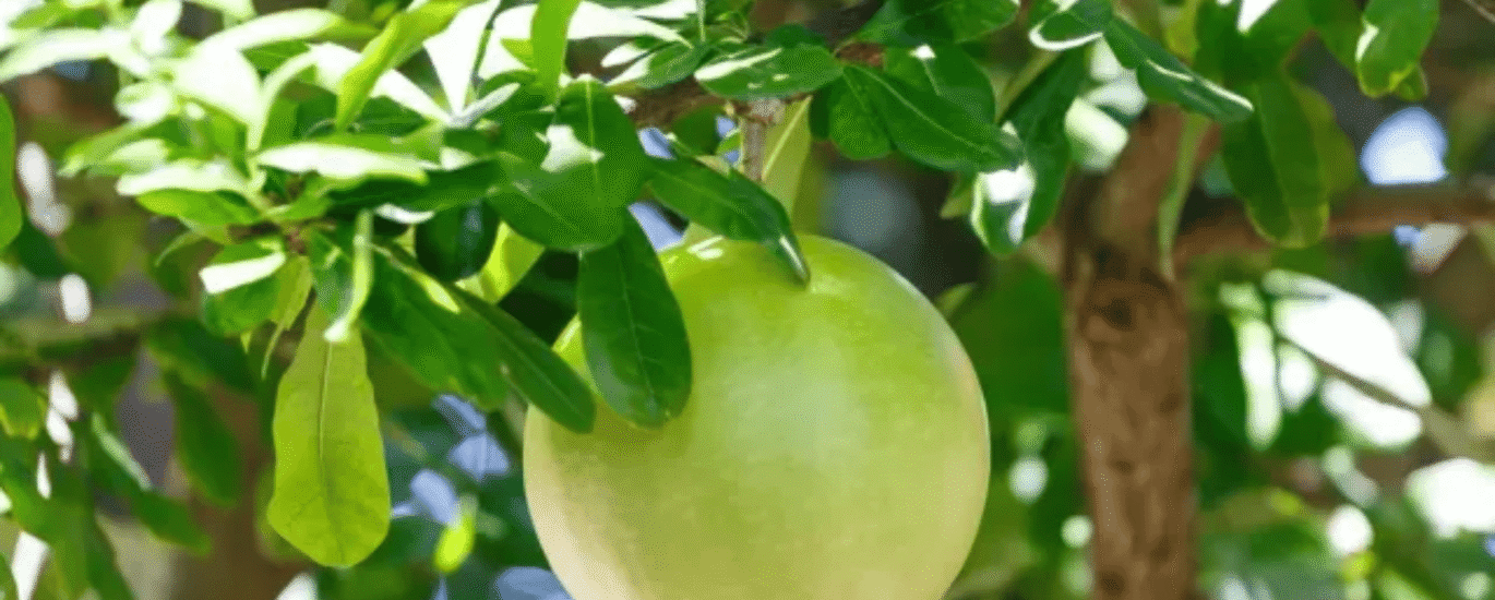 removals-manandvan.co.uk