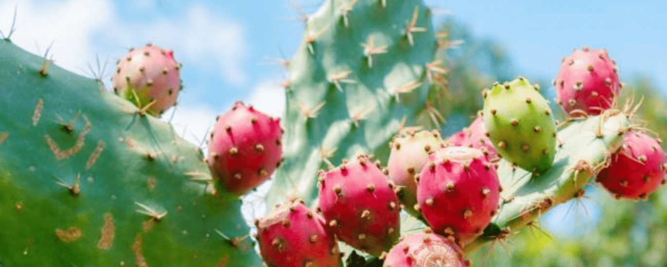 removals-manandvan.co.uk