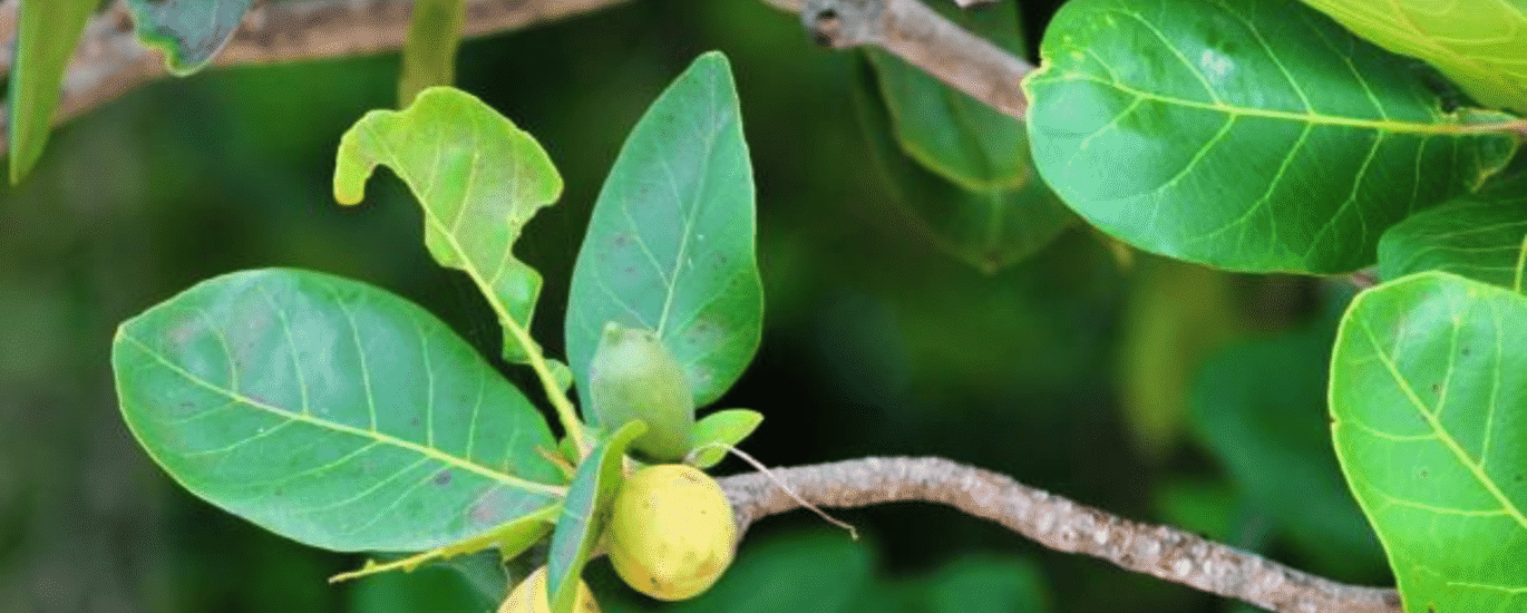 removals-manandvan.co.uk