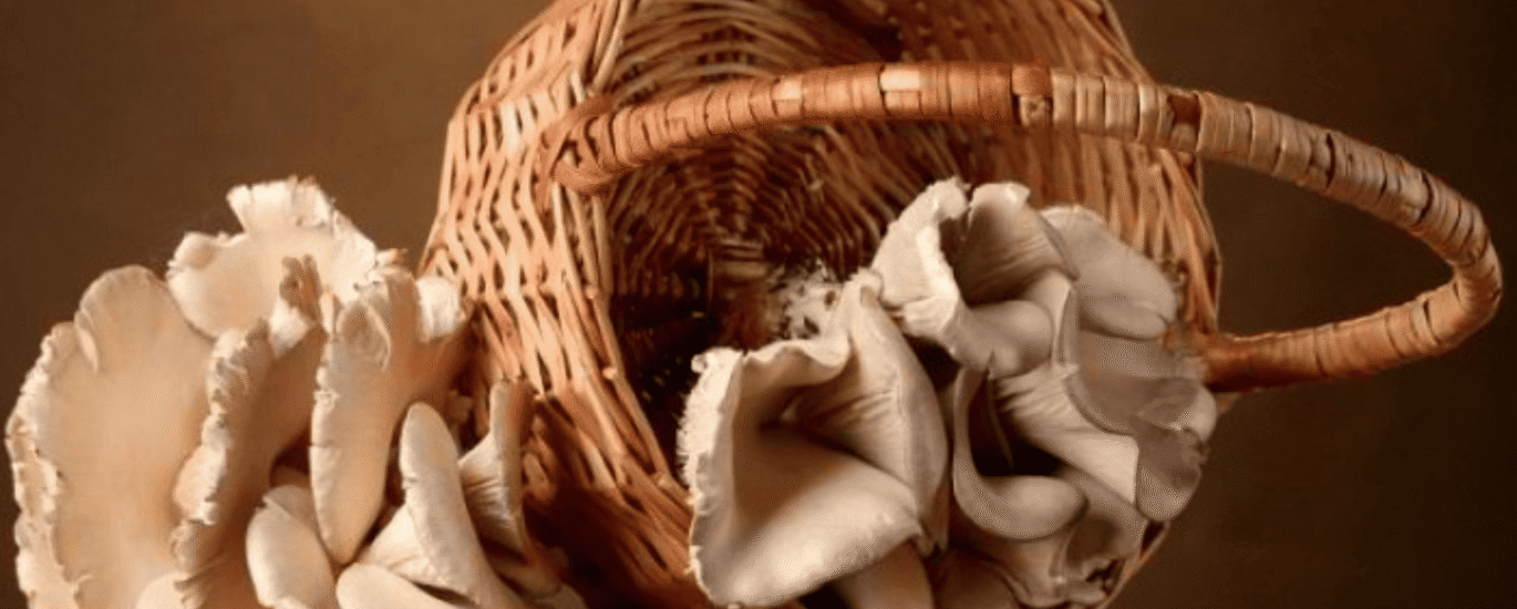 removals-manandvan.co.uk